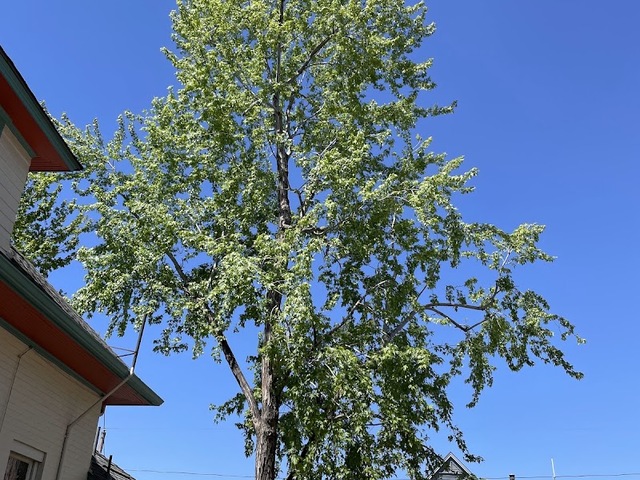 The Davey Tree Expert Company