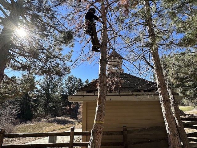 Flemings Tree and Lawn Care