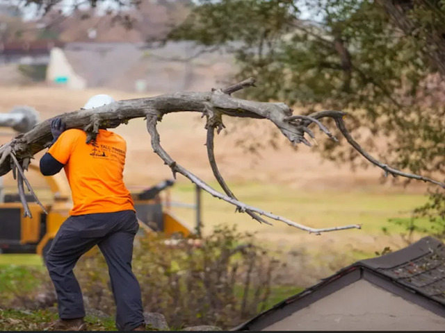 Tall Timbers Tree & Shrub Service