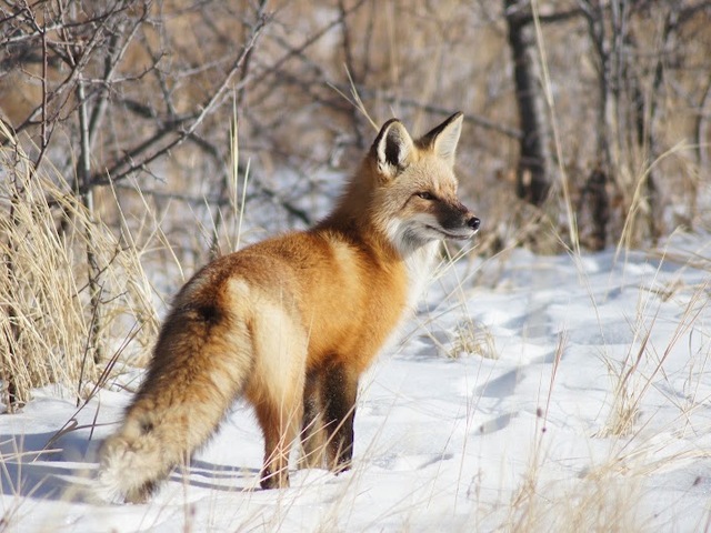 Out Right Wildlife Solutions, LLC