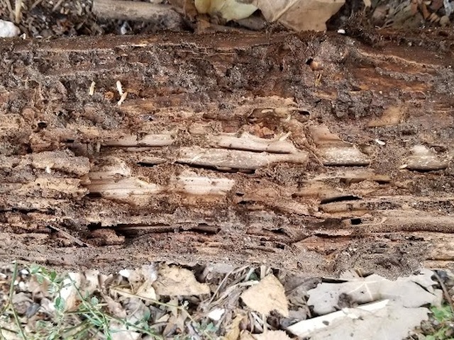 Mug-A-Bug Pest & Termite Control