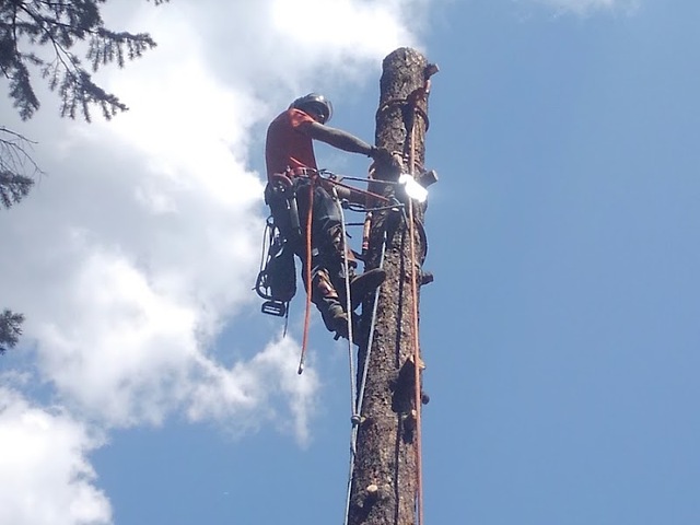 Maxim's Tree Service
