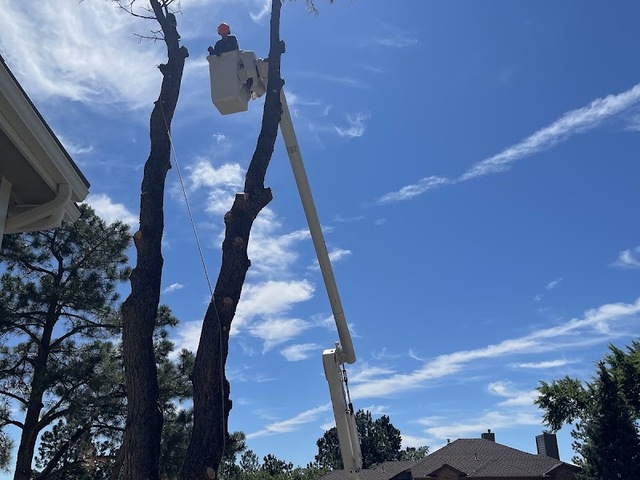 All The Above Trees