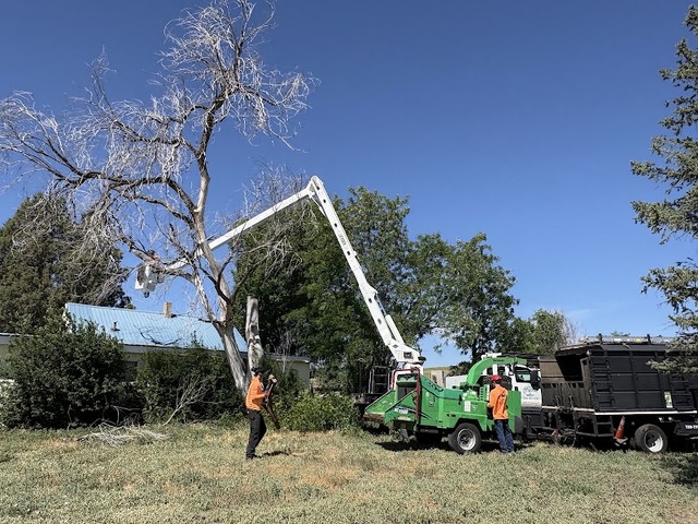 Eden Tree Care