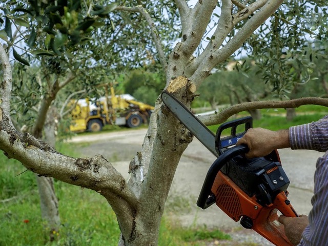 Matt's Maintenance Tree Service