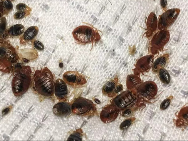 Environmental Pest Control Inc.