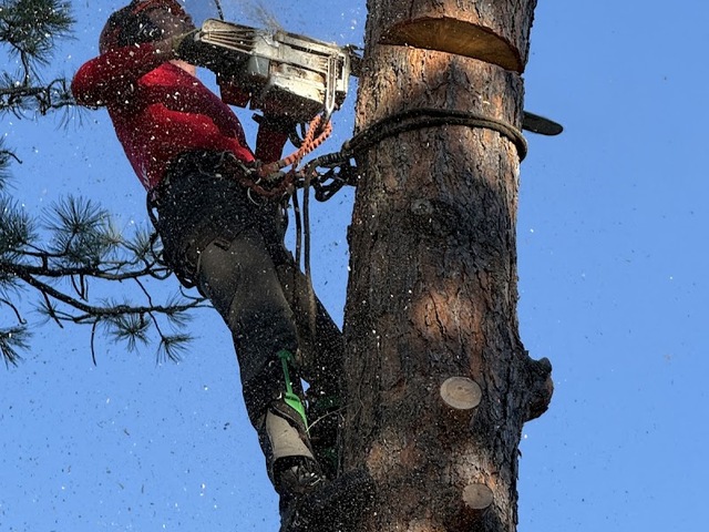 The Tree Guy