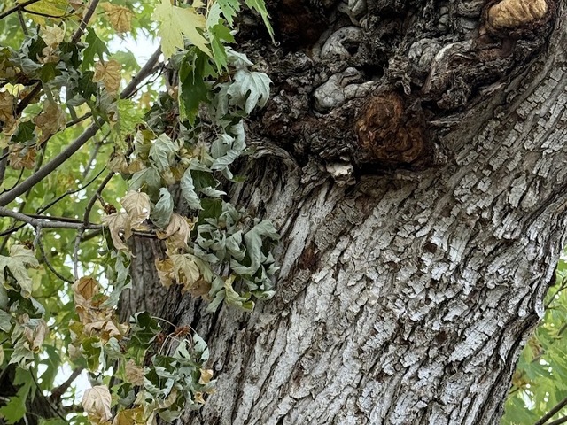 Great Western Tree Care