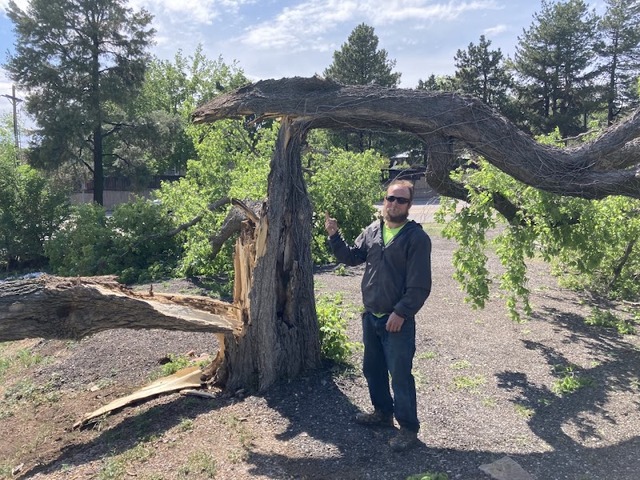 Denver Tree Company