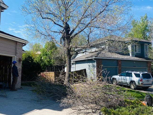 Absolute Tree Care