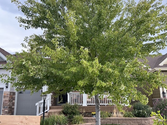 Black Widow Tree Specialists LLC