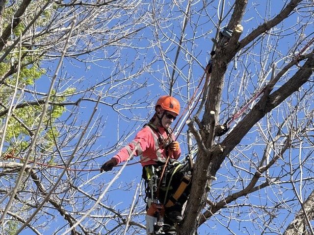 Colorado Trees